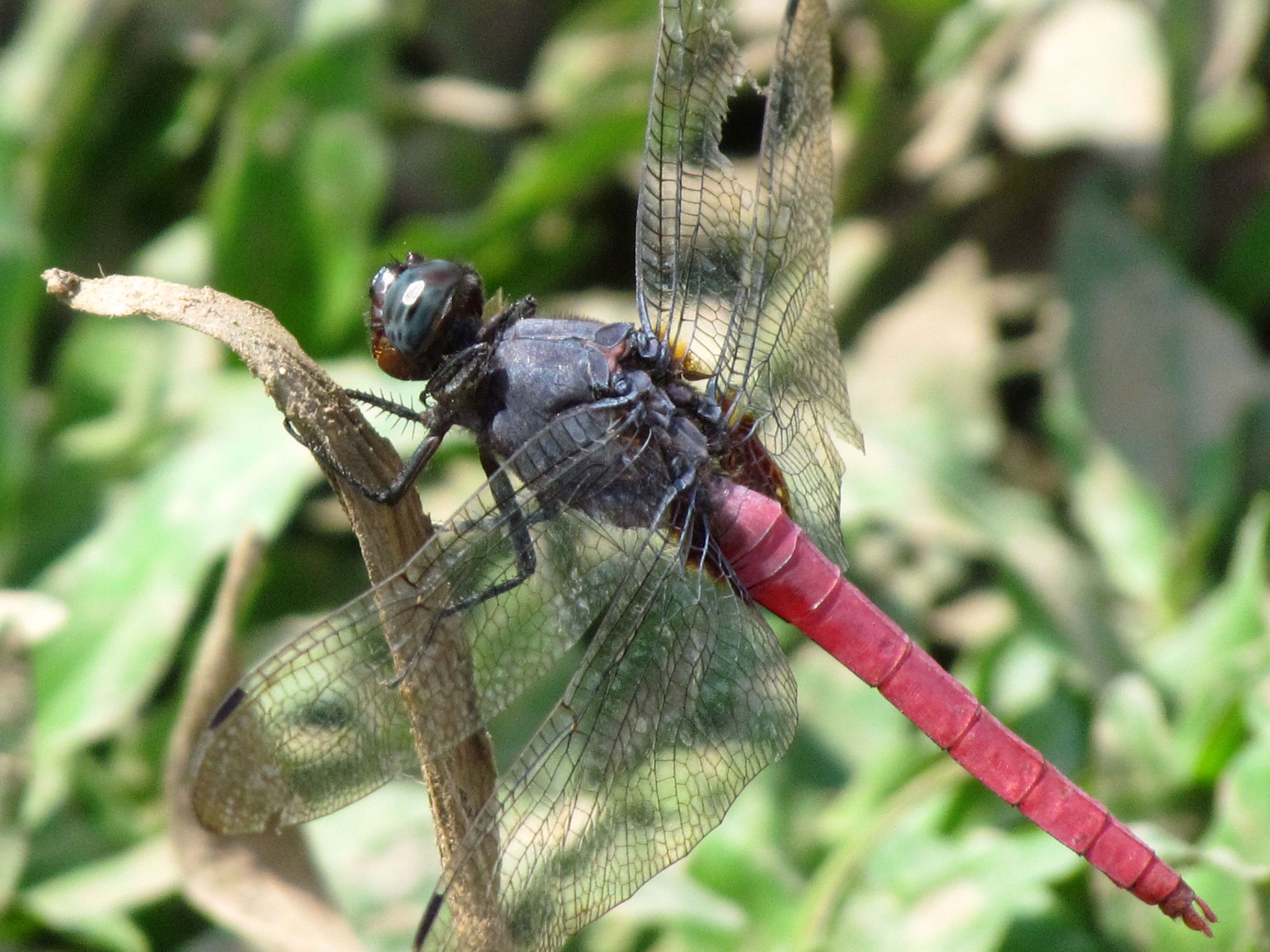 Biodiversity Surveys and Conservation Planning